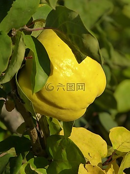 木瓜,水果,廠