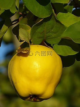 木瓜,水果,廠