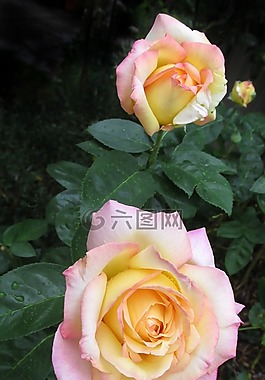 花,玫瑰,花瓣