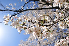 櫻桃,春天,天空