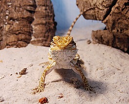 胡子的龍,爬行動(dòng)物,pogona vitticeps