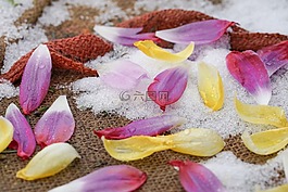 冰雨,花瓣,郁金香