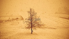 樹,雪,白