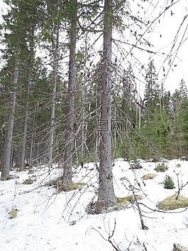 雪,景觀,樹