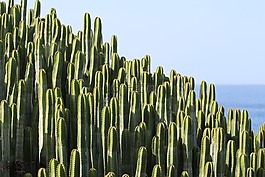 仙人掌,廠,帶動(dòng)