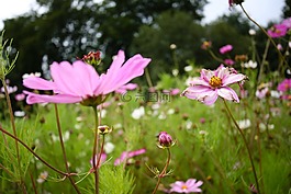鲜花,草地,夏季