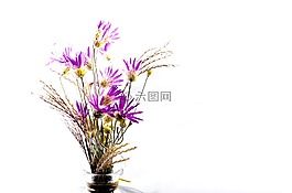 花卉,百日草,干花
