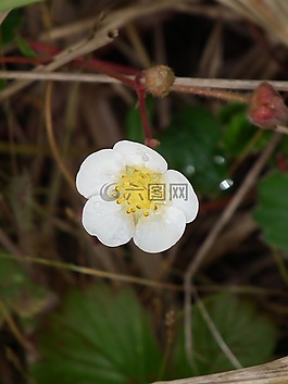 花,露珠,白