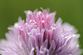 花,性質(zhì),花園