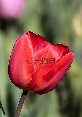 花,郁金香,春天