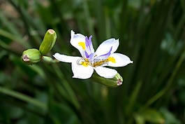 花,植物,蘭花