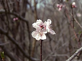 樹,性質(zhì),花卉