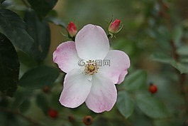 花,自然,植物區(qū)系