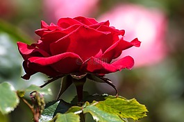 玫瑰,鮮花