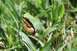 青蛙,野生動物,一個