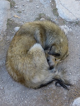 狗,睡眠,休息