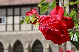 玫瑰,墻,鮮花