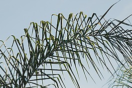 綠色,葉,植物