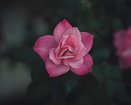 粉紅色,花,盛開