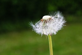 蒲公英,花,鮮花