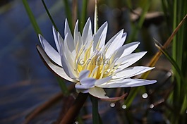 水百合,花,百合