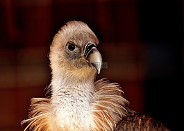 兀鷲,鳥,鷙鳥