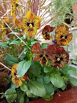 花,植物區(qū)系,自然