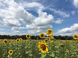 太陽花,花,向日葵的字段