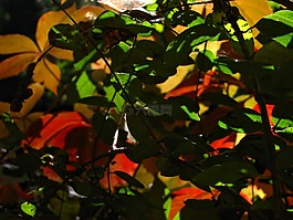 秋,葉子,紅色