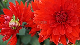 花,紅色,自然