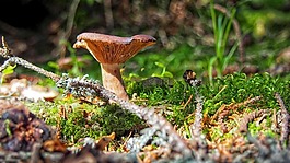 蘑菇,亂拋垃圾,森林