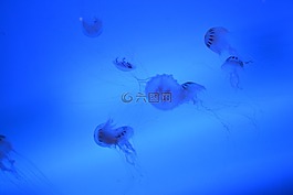 海蜇,海,海洋