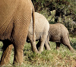 大象,野生動物,自然