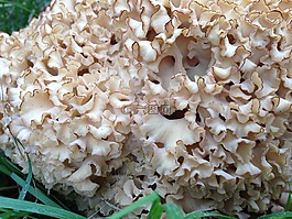 花椰菜蘑菇,蘑菇,森林