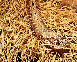 蛇,飼養(yǎng)站,heterodon nasicus
