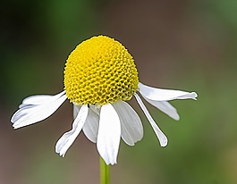 花,洋甘菊,鮮花