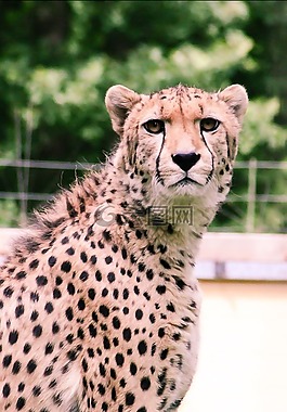獵豹,動(dòng)物園,動(dòng)物