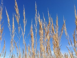 天空,藍色,草
