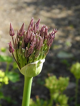 開花,廠,花
