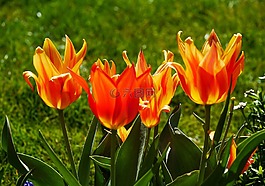 郁金香,tulpenbluete,春天