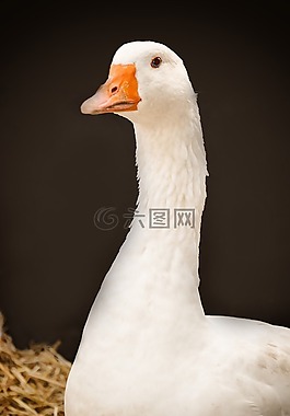 鵝,家禽,水禽