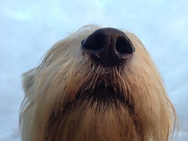 狗,鼻子,黑色