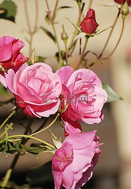 花,玫瑰,性質(zhì)