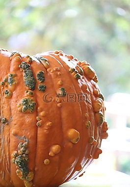 壁球,蔬菜,一個(gè)