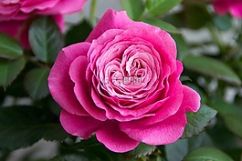 玫瑰,鮮花,開花