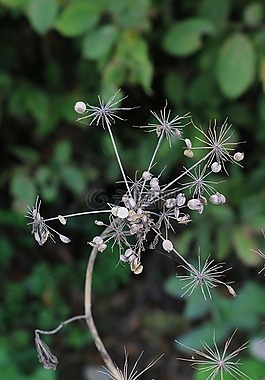 草,野生,性质