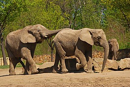 大象,動(dòng)物園,動(dòng)物