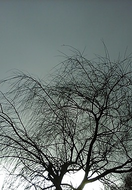 樹(shù),光,天空