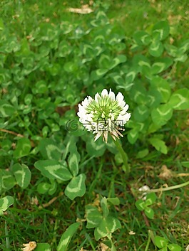 三葉草,鮮花,春
