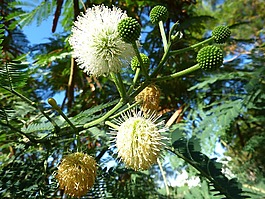 含羞草,開(kāi)花,樹(shù)